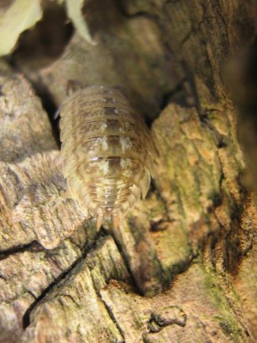 Porcellio monticola