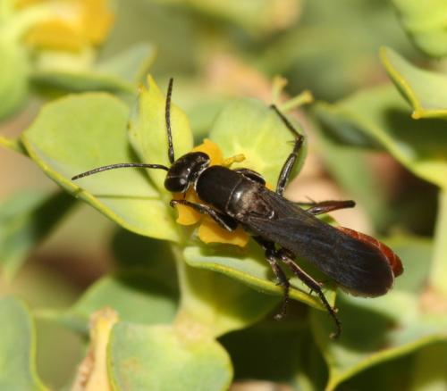 Aporus sp.