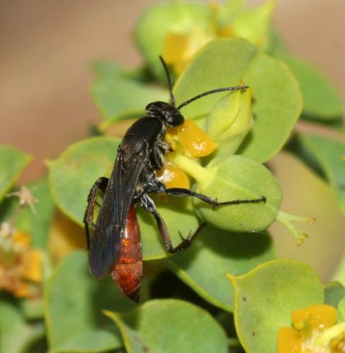 Aporus sp.