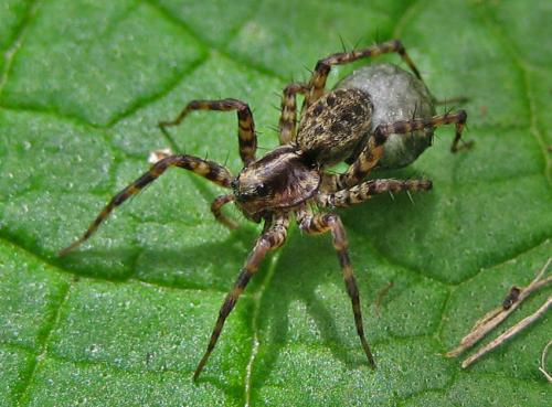 Réf. 26 927 : Pardosa sp.