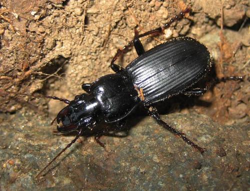 Percus corsicus