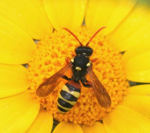 Nomada sp.