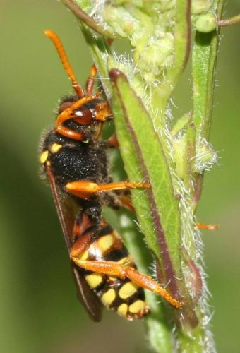 Nomada sp.