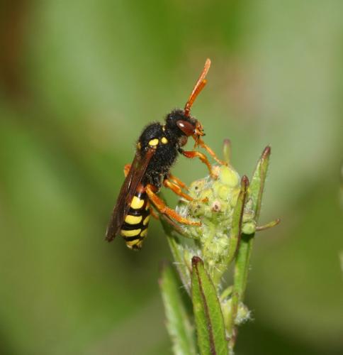 Nomada sp.
