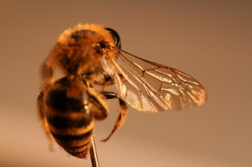Réf. 26 100 : Colletes sp.