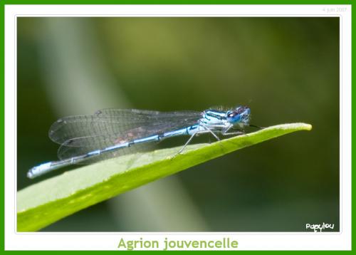 Coenagrion puella