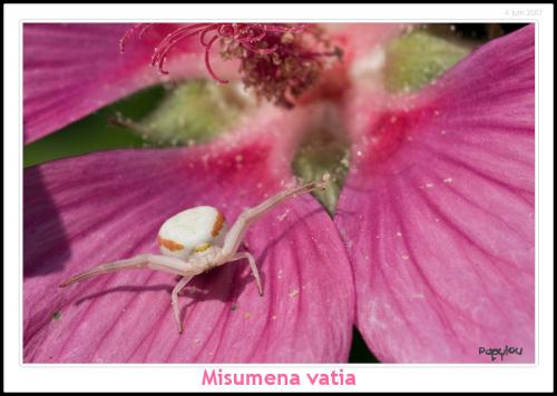 Misumena vatia