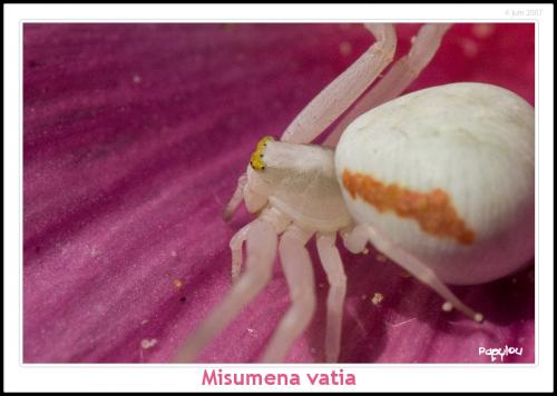 Misumena vatia