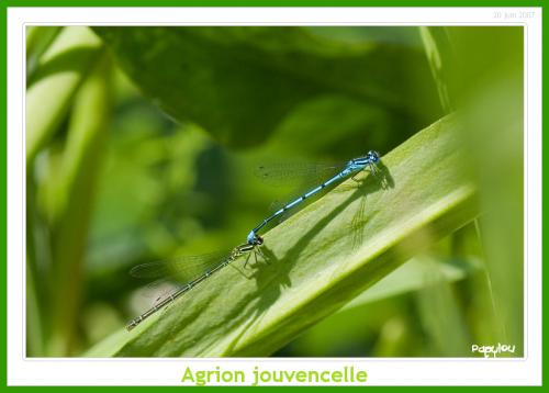Coenagrion puella