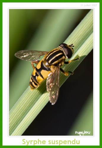 Helophilus pendulus