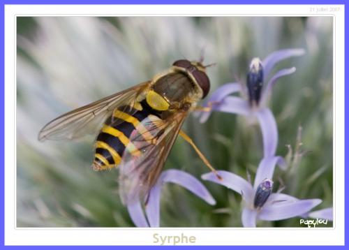 Syrphus ribesii