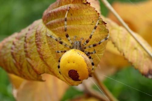 Araneus marmoreus