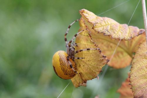 Araneus marmoreus