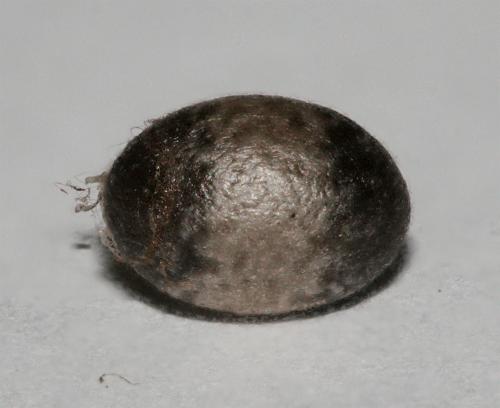Réf. 26 544 : Campopleginae inconnu