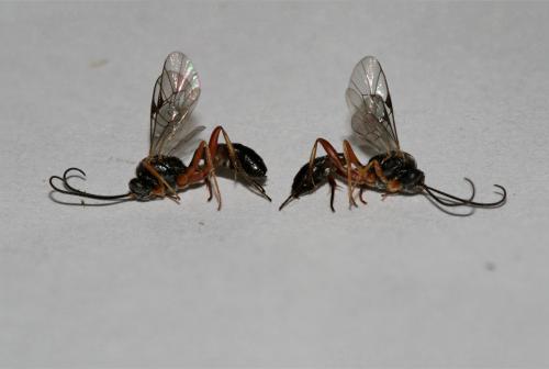 Réf. 26 545 : Campopleginae inconnu