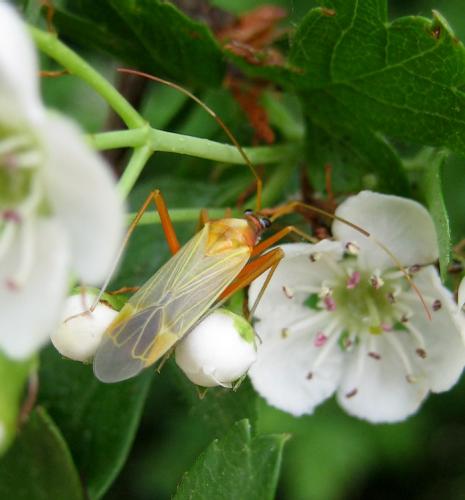 Miris striatus