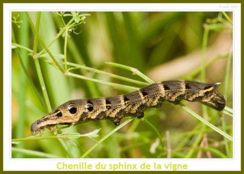 Deilephila elpenor