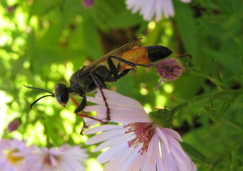 Réf. 26 836 : Sphex flavipennis