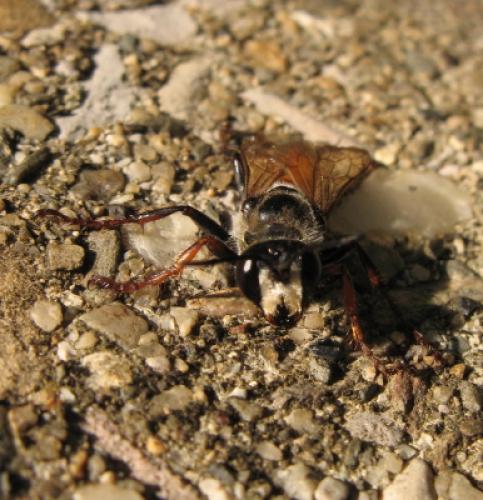 Sphex flavipennis