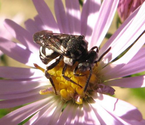 Réf. 26 985 : Epeolus fallax