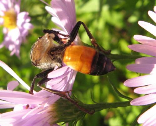 Sphex flavipennis