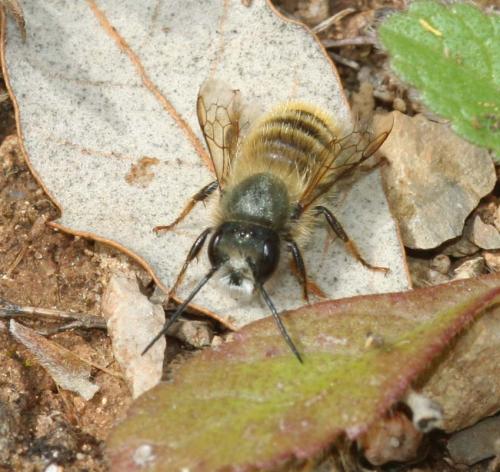 Réf. 26 508 : Osmia bicornis
