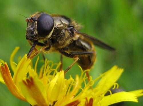 Cheilosia canicularis