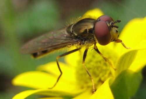 Réf. 26 712 : Platycheirus sp.