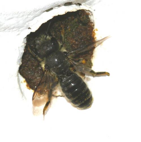 Osmia sp.
