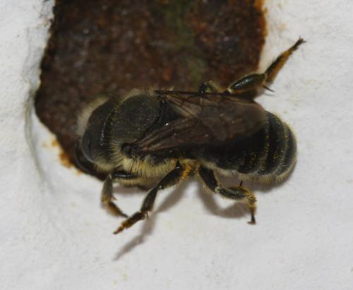 Osmia sp.