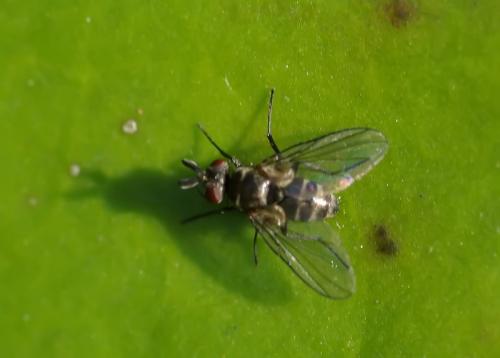 Paracraspedothrix montivaga