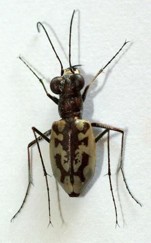 Réf. 26 930 : Ellipsoptera hamata pallifera