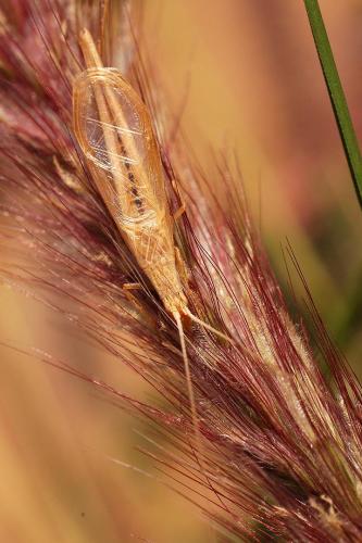 Réf. 26 602 : Oecanthus dulcisonans