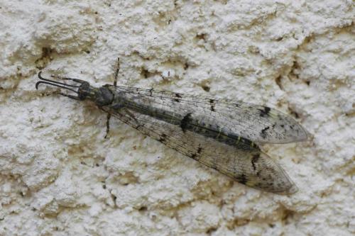 Réf. 26 273 : Distoleon tetragrammicus