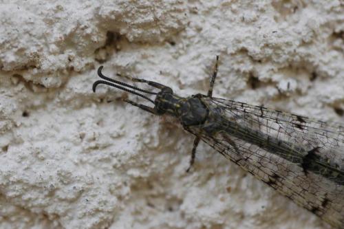 Distoleon tetragrammicus