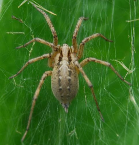 Agelena labyrinthica