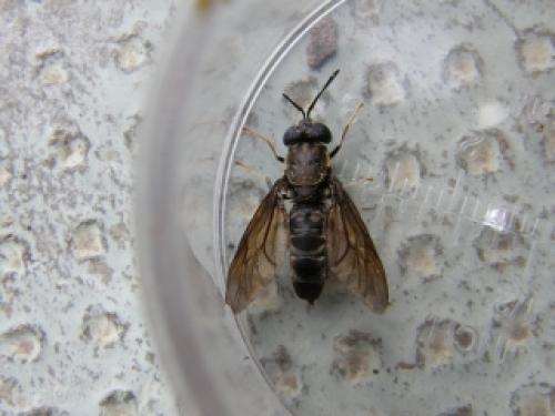 Hermetia illucens