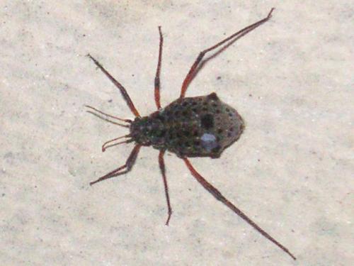 Tuberolachnus salignus