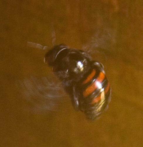 Xylocopa frontalis