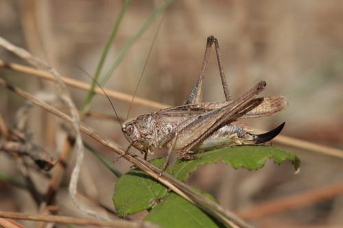 Platycleis intermedia