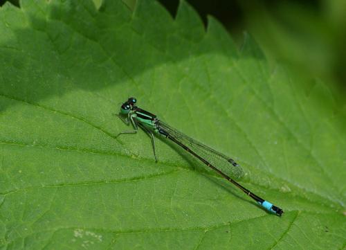 Ischnura elegans