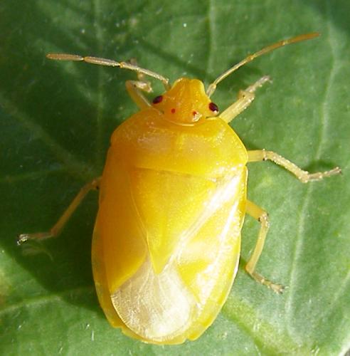 Eurydema ventralis