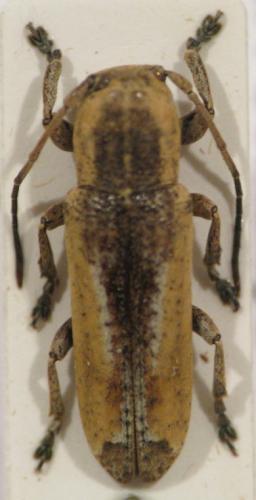 Réf. 26 007 : Adetus sp.