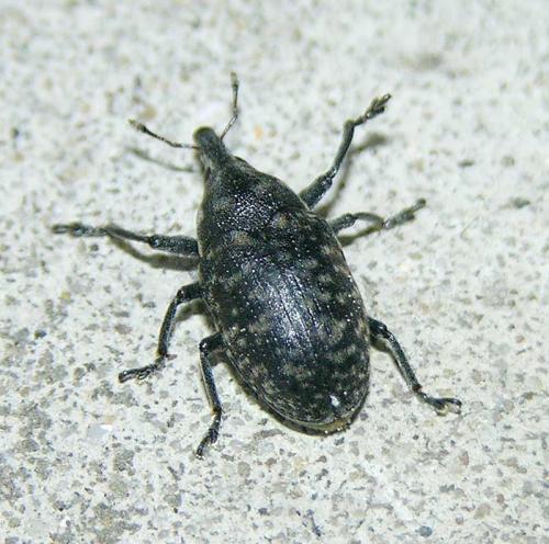 Larinus turbinatus