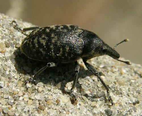 Larinus turbinatus