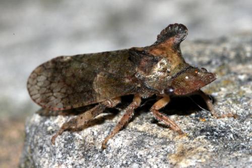Ledra aurita
