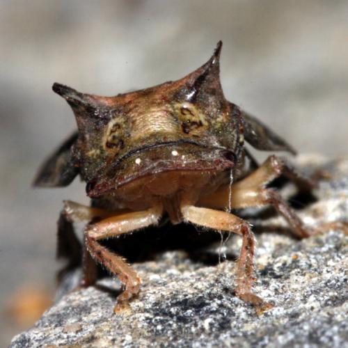 Ledra aurita