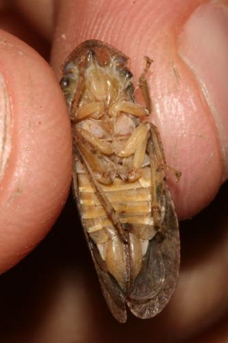 Ledra aurita