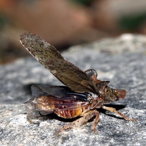 Ledra aurita