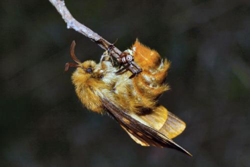 Réf. 26 106 : Lemonia dumi